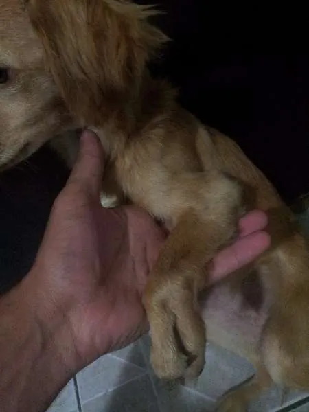 Cachorro ra a Não sei. idade 2 a 6 meses nome Wendy
