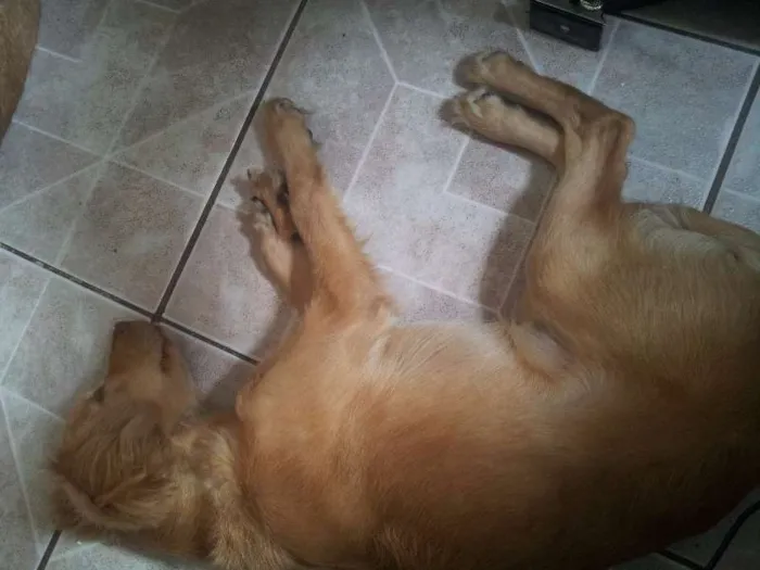 Cachorro ra a Não sei. idade 2 a 6 meses nome Wendy