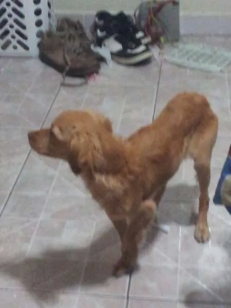 Cachorro ra a Não sei. idade 2 a 6 meses nome Wendy