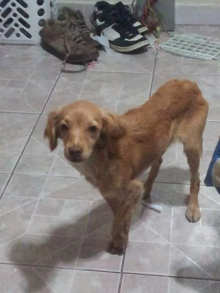 Cachorro ra a Não sei. idade 2 a 6 meses nome Wendy