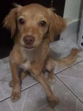 Cachorro ra a Não sei. idade 2 a 6 meses nome Wendy