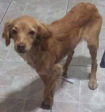 Cachorro ra a Não sei. idade 2 a 6 meses nome Wendy