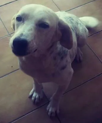 Cachorro ra a SRD idade 2 anos nome Amora