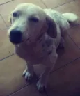 Amora