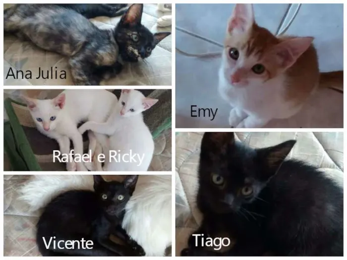 Gato ra a SRD idade 2 a 6 meses nome Ana Julia, Emy, Raf
