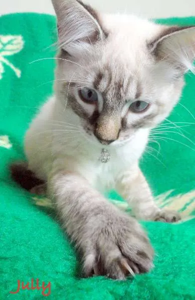 Gato ra a SRD idade 2 a 6 meses nome Jully e Junny