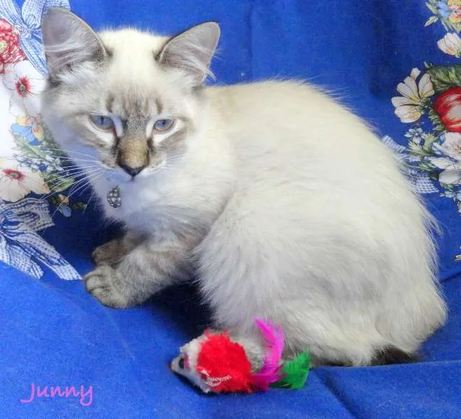 Gato ra a SRD idade 2 a 6 meses nome Jully e Junny