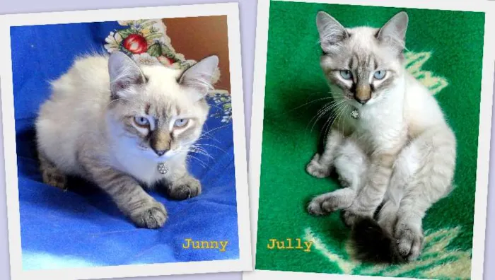 Gato ra a SRD idade 2 a 6 meses nome Jully e Junny
