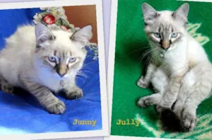 Gato raça SRD idade 2 a 6 meses nome Jully e Junny