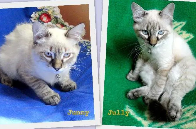 Gato ra a SRD idade 2 a 6 meses nome Jully e Junny