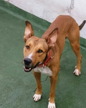 Cachorro raça SRD idade 1 ano nome Mix