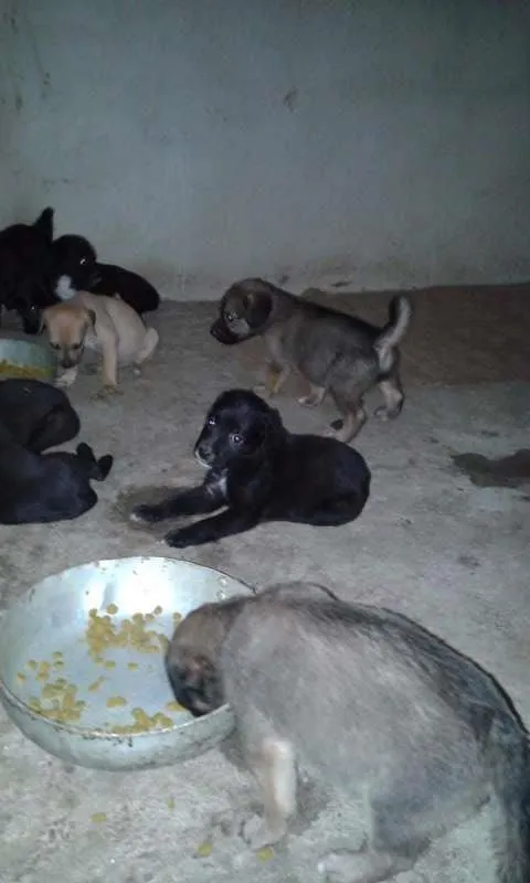 Cachorro raça sem raça definida idade Abaixo de 2 meses nome sem nome