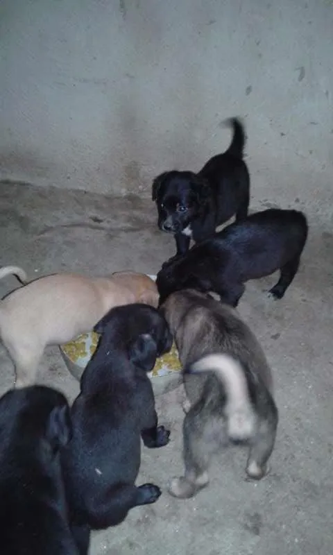 Cachorro raça sem raça definida idade Abaixo de 2 meses nome sem nome
