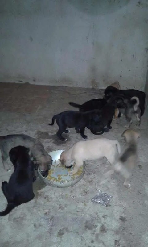 Cachorro raça sem raça definida idade Abaixo de 2 meses nome sem nome