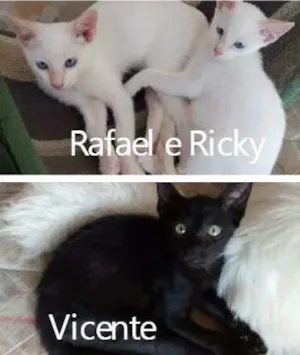 Gato raça SRD idade 2 a 6 meses nome Ana Julia, Emy, Raf