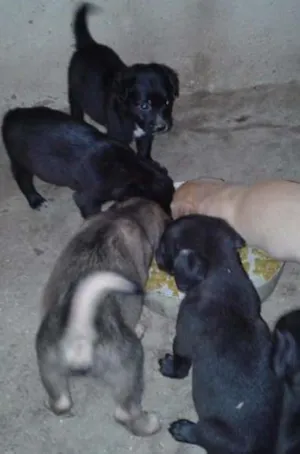 Cachorro raça sem raça definida idade Abaixo de 2 meses nome sem nome