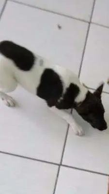Cachorro ra a SRD idade 2 a 6 meses nome Kita