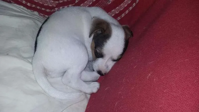 Cachorro ra a SRD idade Abaixo de 2 meses nome FLOCO DE NEVE