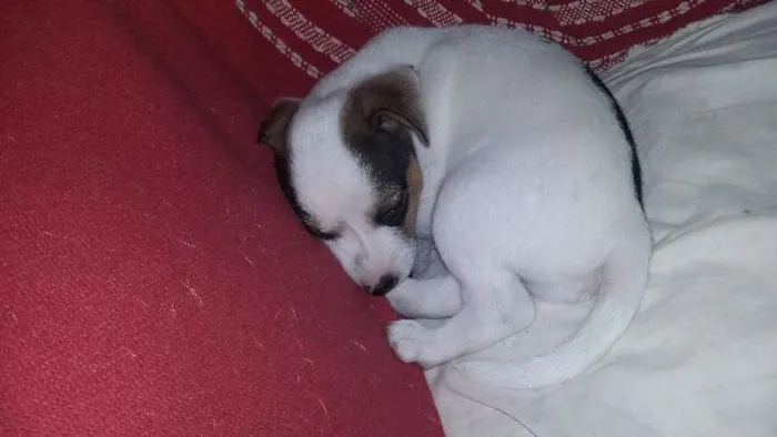 Cachorro ra a SRD idade Abaixo de 2 meses nome FLOCO DE NEVE