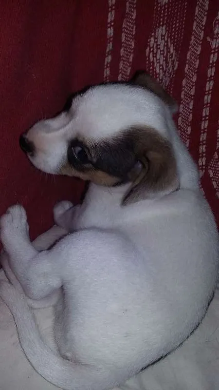 Cachorro ra a SRD idade Abaixo de 2 meses nome FLOCO DE NEVE