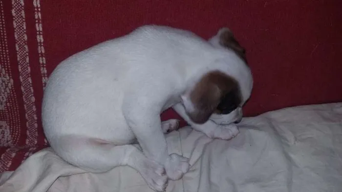 Cachorro ra a SRD idade Abaixo de 2 meses nome FLOCO DE NEVE