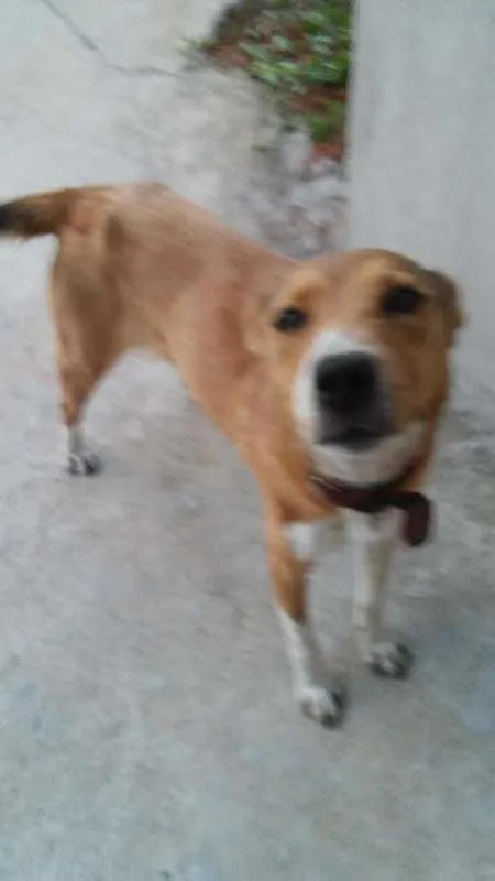 Cachorro ra a vira lata idade  nome Nina