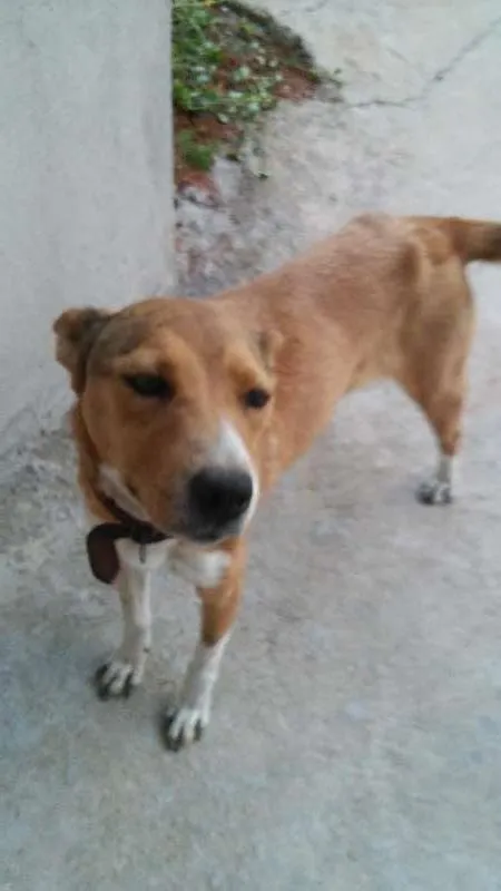 Cachorro ra a vira lata idade  nome Nina