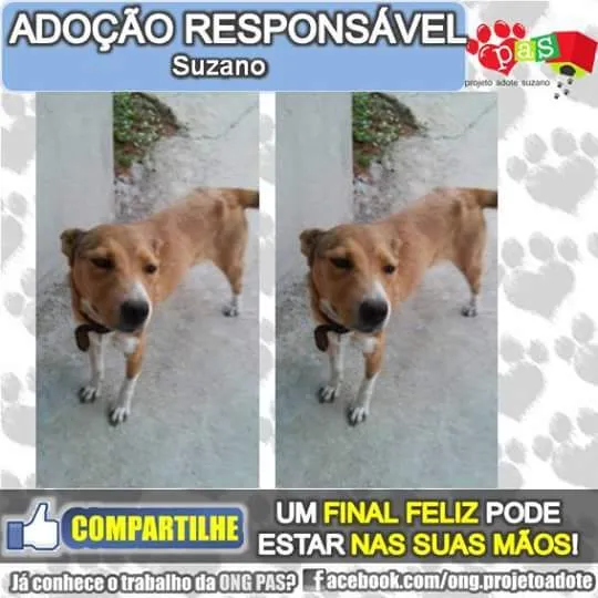 Cachorro ra a vira lata idade  nome Nina