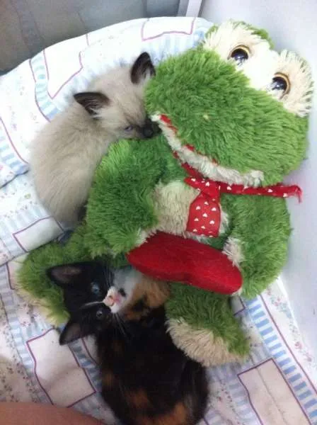 Gato ra a SRD idade Abaixo de 2 meses nome Dominique e Donatella