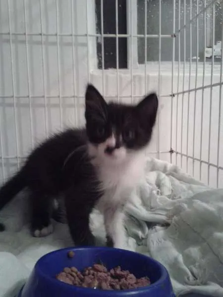 Gato ra a SRD idade 2 a 6 meses nome Pingo filhote