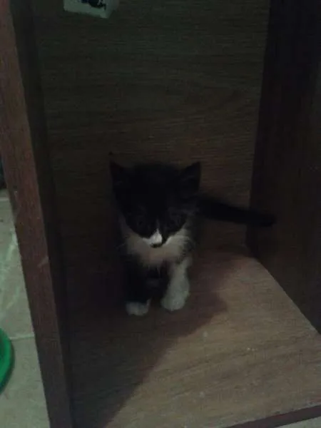 Gato ra a SRD idade 2 a 6 meses nome Pingo filhote
