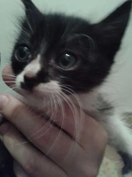 Gato ra a SRD idade 2 a 6 meses nome Pingo filhote
