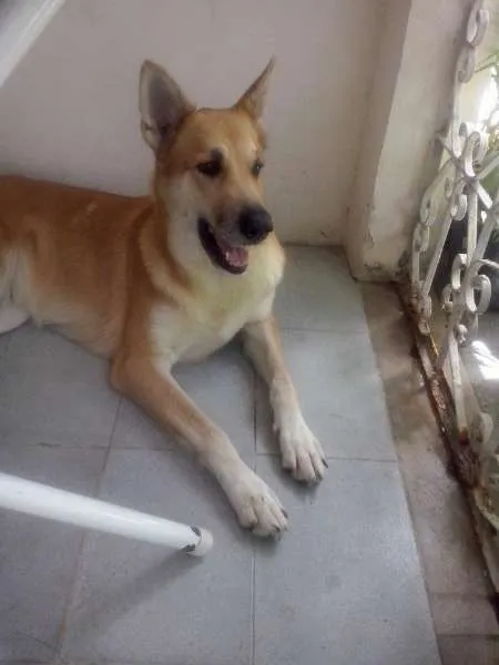 Cachorro raça pastor mestiço idade 3 anos nome cristal e Marley