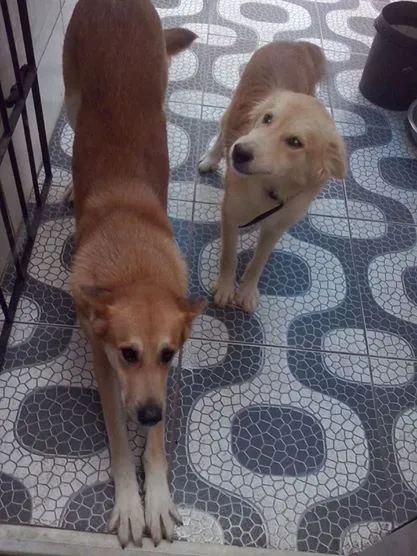 Cachorro raça pastor mestiço idade 3 anos nome cristal e Marley
