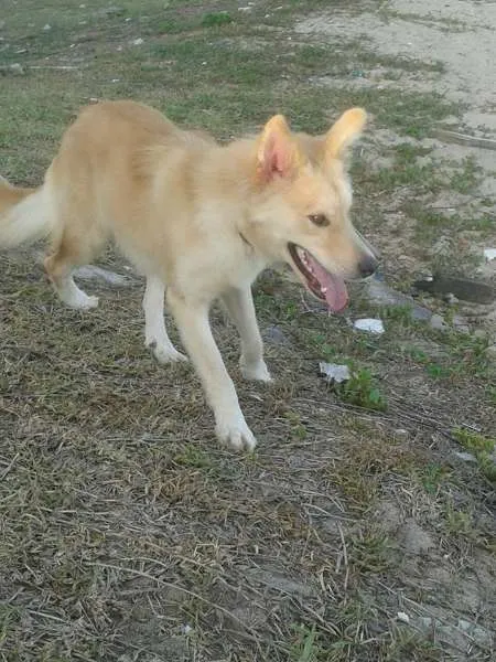 Cachorro raça pastor mestiço idade 3 anos nome cristal e Marley