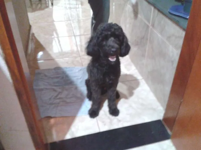 Cachorro ra a Poodle idade 2 anos nome Meninão