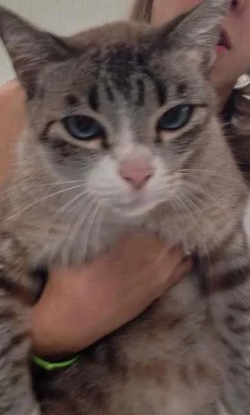 Gato ra a  idade  nome Kairi