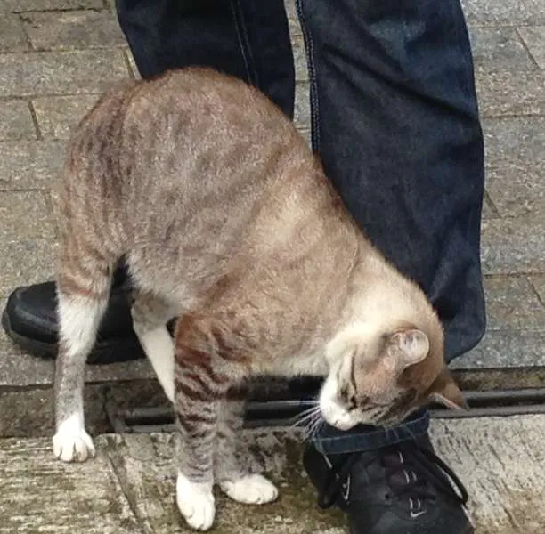 Gato ra a  idade  nome Kairi