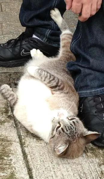 Gato ra a  idade  nome Kairi