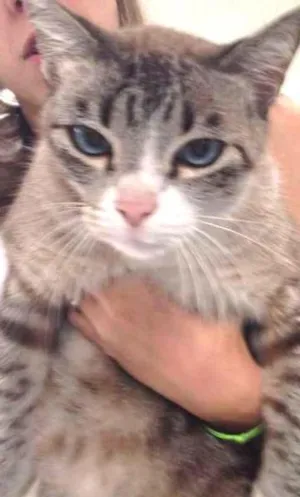 Gato raça  idade  nome Kairi