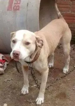 Cachorro ra a pit bull idade 4 anos nome thor 