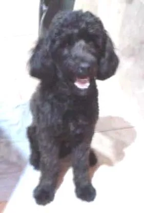 Cachorro ra a Poodle idade 2 anos nome Meninão