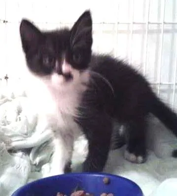 Gato ra a SRD idade 2 a 6 meses nome Pingo filhote