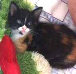 Gato ra a SRD idade Abaixo de 2 meses nome Dominique e Donatella