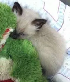 Gato ra a SRD idade Abaixo de 2 meses nome Dominique e Donatella
