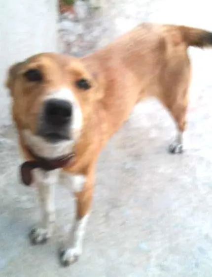 Cachorro ra a vira lata idade  nome Nina
