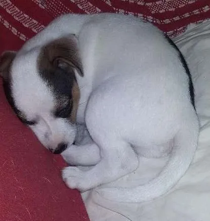 Cachorro ra a SRD idade Abaixo de 2 meses nome FLOCO DE NEVE