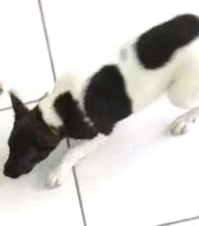Cachorro ra a SRD idade 2 a 6 meses nome Kita