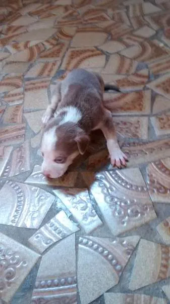 Cachorro ra a Vira lata idade Abaixo de 2 meses nome nenhum