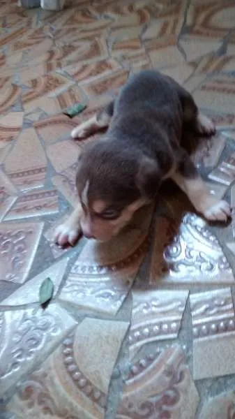Cachorro ra a Vira lata idade Abaixo de 2 meses nome nenhum